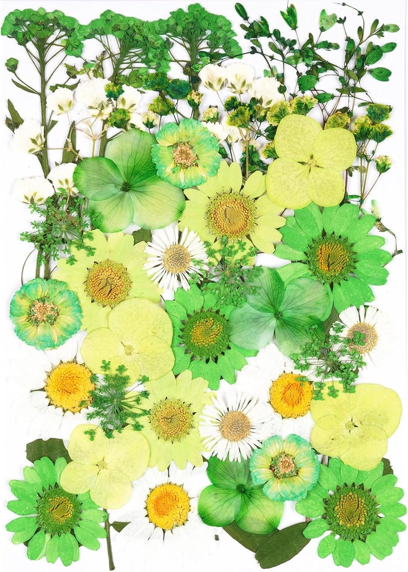 Xinxinran 40Pcs Green Dried Pressed Flowers for Crafts, Dry Flowers Kit for Resin Molds,Epoxy Resin Accessories,Bookmark,Nails, Jewelry Molds,Candle Making Supplies,Soap,Frame,Cakes - Image 1